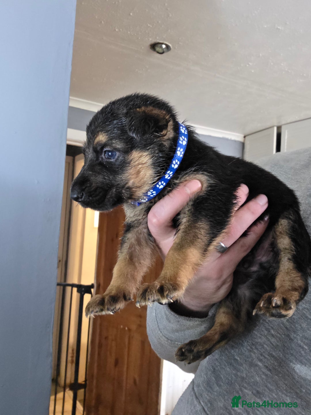 German Shepherd dogs for sale: 9 beautiful working line german shepherd puppies  - Advert 3