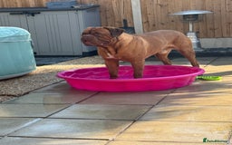 Mixed Breed dogs for sale: Bronson and nellie - Image 4