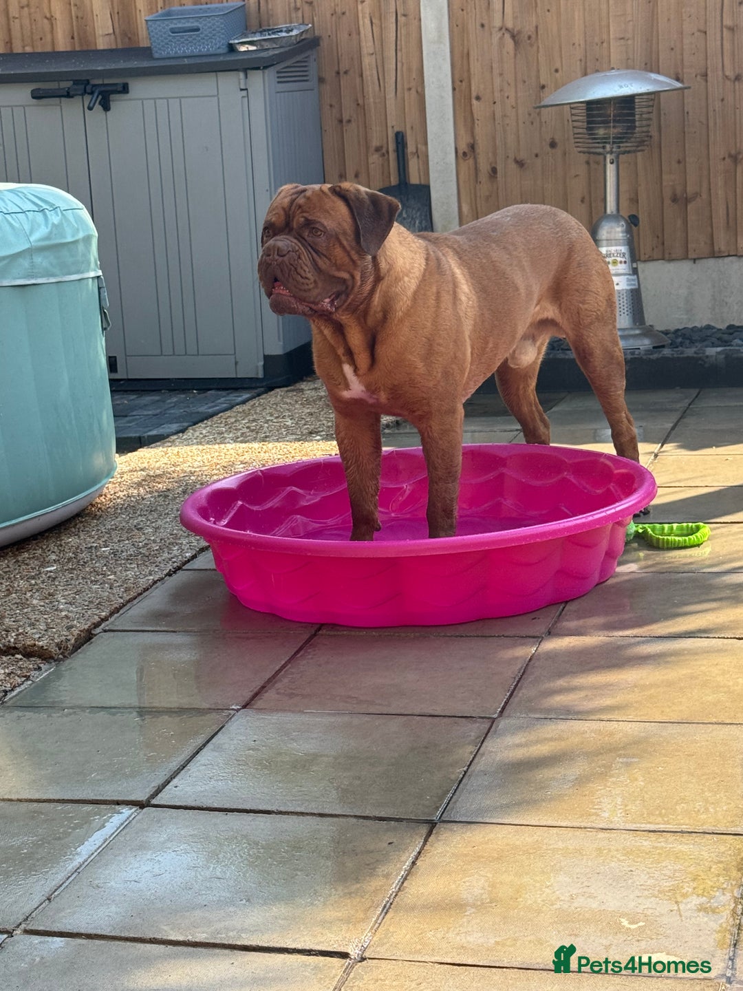 Mixed Breed dogs for sale: Bronson and nellie - Image 4
