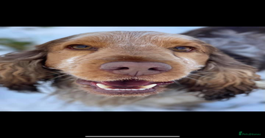 Cocker Spaniel dogs in Doncaster - Advert 5