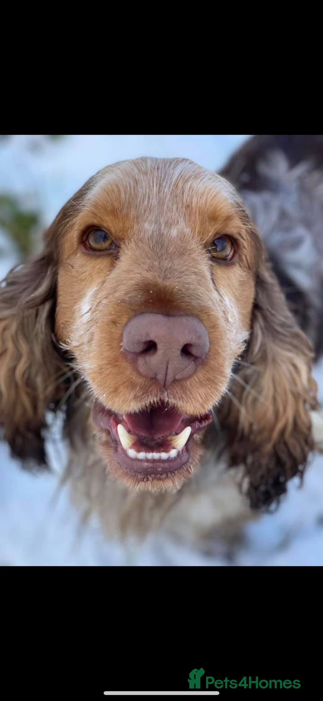 Cocker Spaniel dogs for sale: Outstanding  Kc registered show spaniels  in Doncaster - Image 18