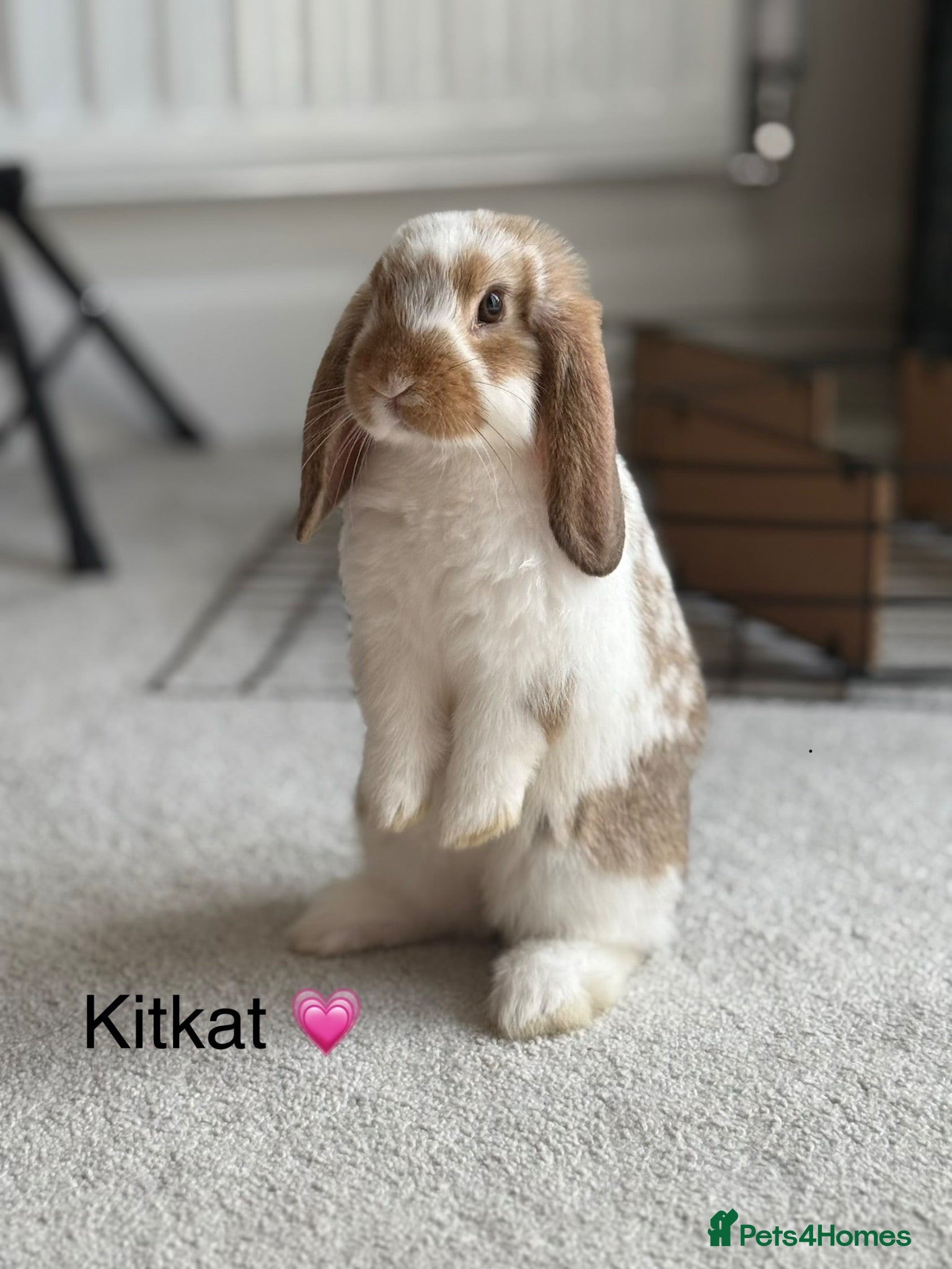 Mini Lop rabbits Super Cute Mini Lops ❤️ - Advert 2