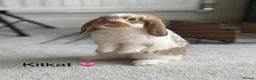 Mini Lop rabbits for sale: Super Cute Mini Lops ❤️ in Hailsham - Advert 1