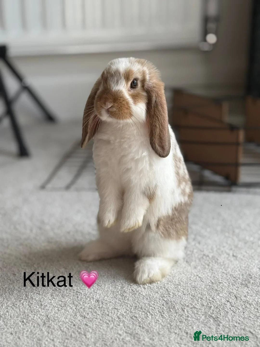 Mini Lop rabbits for sale: Super Cute Mini Lops ❤️ in Hailsham - Advert 1