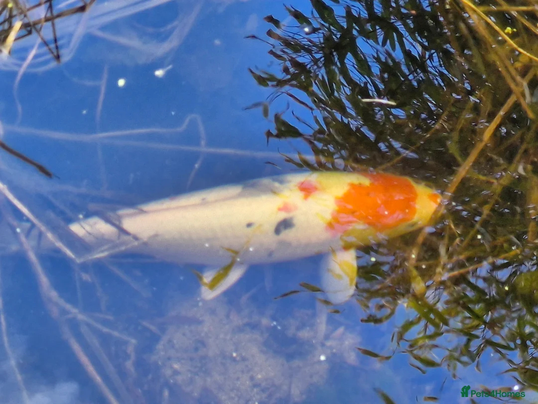 Koi Carp fish for sale: Koi carp (x3) for sale in Plymouth - Advert 1