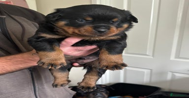 Rottweiler dogs - Advert 9