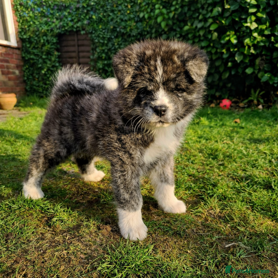 Japanese Akita Inu dogs for sale: Jepanese Akita Inu KC registered - Advert 2