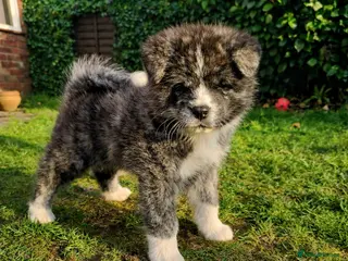 Japanese Akita Inu dogs Jepanese Akita Inu KC registered - Advert 5