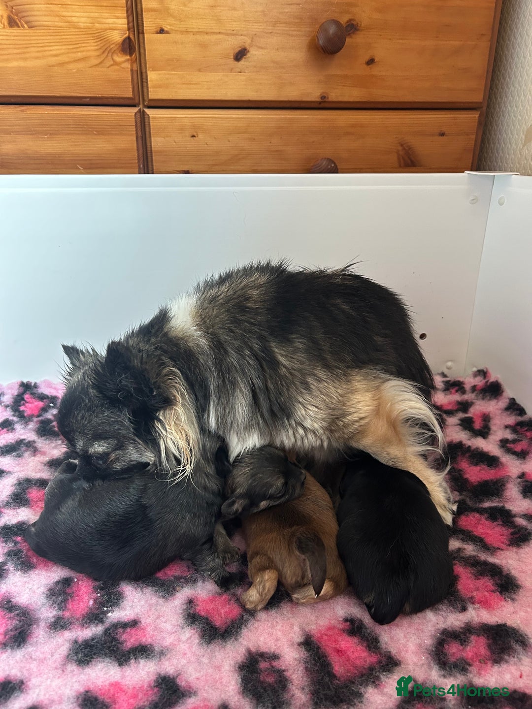 Chihuahua dogs for sale: Puppies  - Image 4