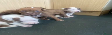 Old Tyme Bulldog 3