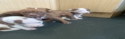 Old Tyme Bulldog dogs for sale: Blue staff Old tyme bulldog  in London - Advert 8