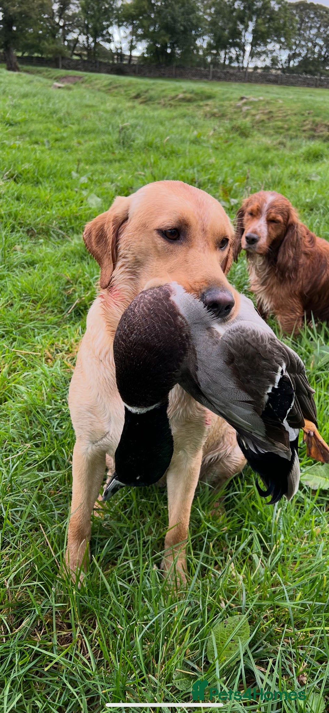 Labrador Retriever dogs for sale: KC Registered Labrador Retriever Puppies  - Advert 1