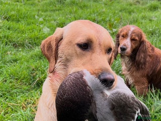 Labrador Retriever dogs KC Registered Labrador Retriever Puppies - Advert 1