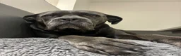 Cane Corso dogs for sale: Beautiful cane corso puppies.  in Liverpool - Advert 6