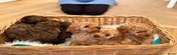 Maltipoo dogs for sale: Gorgeous Maltipoo Puppies  - Advert 11