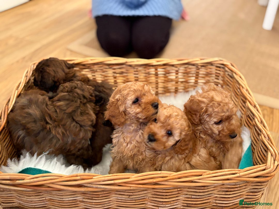 Maltipoo dogs for sale: Gorgeous Maltipoo Puppies  - Advert 11