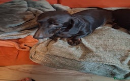 Miniature Dachshund dogs for sale: 2 mini daschunds Brother & Sister - Image 6