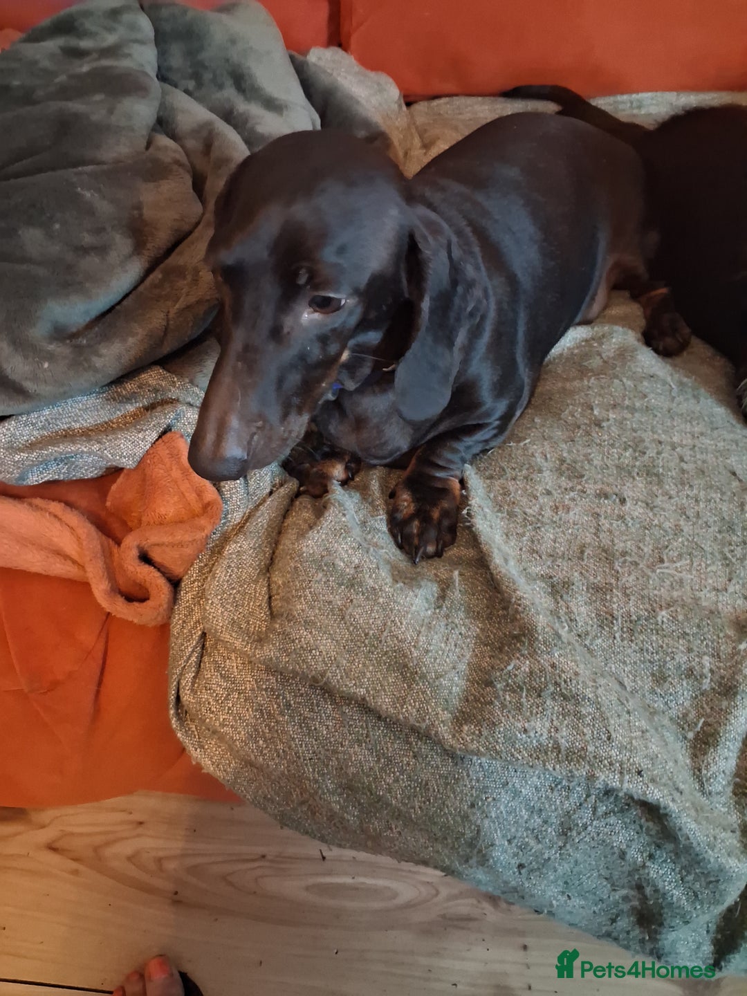 Miniature Dachshund dogs for sale: 2 mini daschunds Brother & Sister - Image 6
