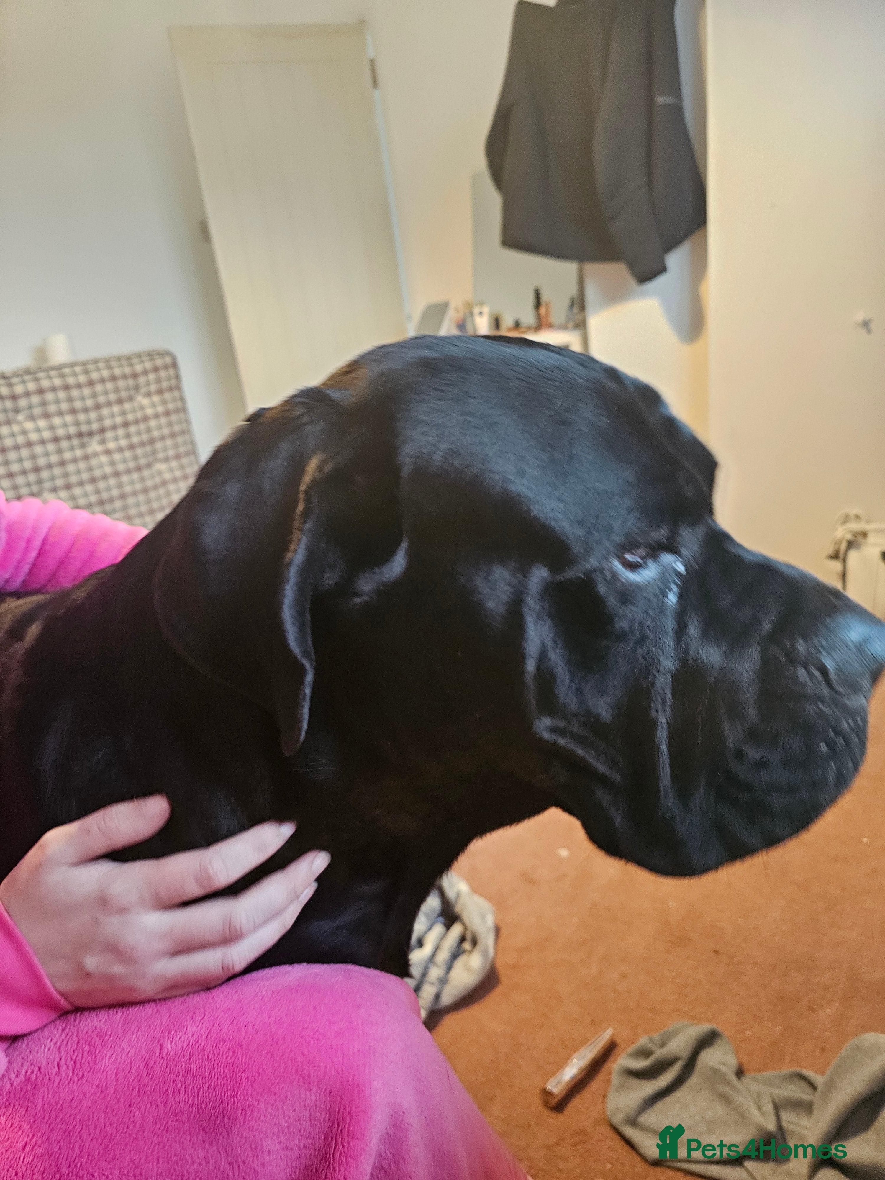 Cane Corso dogs Cane corso Bognor Regis  - Advert 2