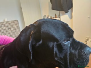 Cane Corso dogs - Advert 34