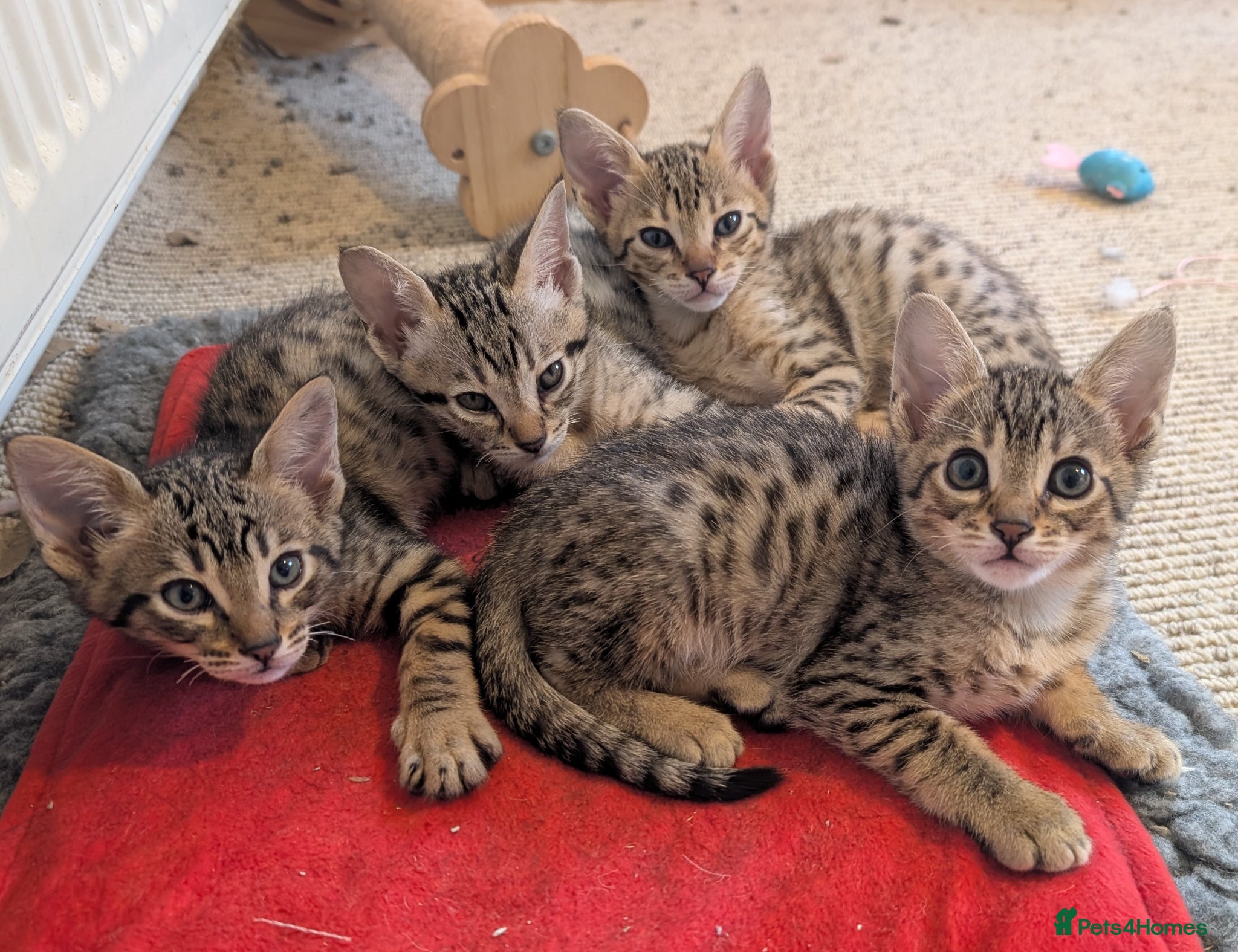 Savannah cats Stunning, affectionate, TICA f5sbt Savannahs - Advert 1