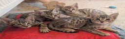 Savannah cats for sale: Stunning, affectionate, TICA f5sbt Savannahs - Advert 7