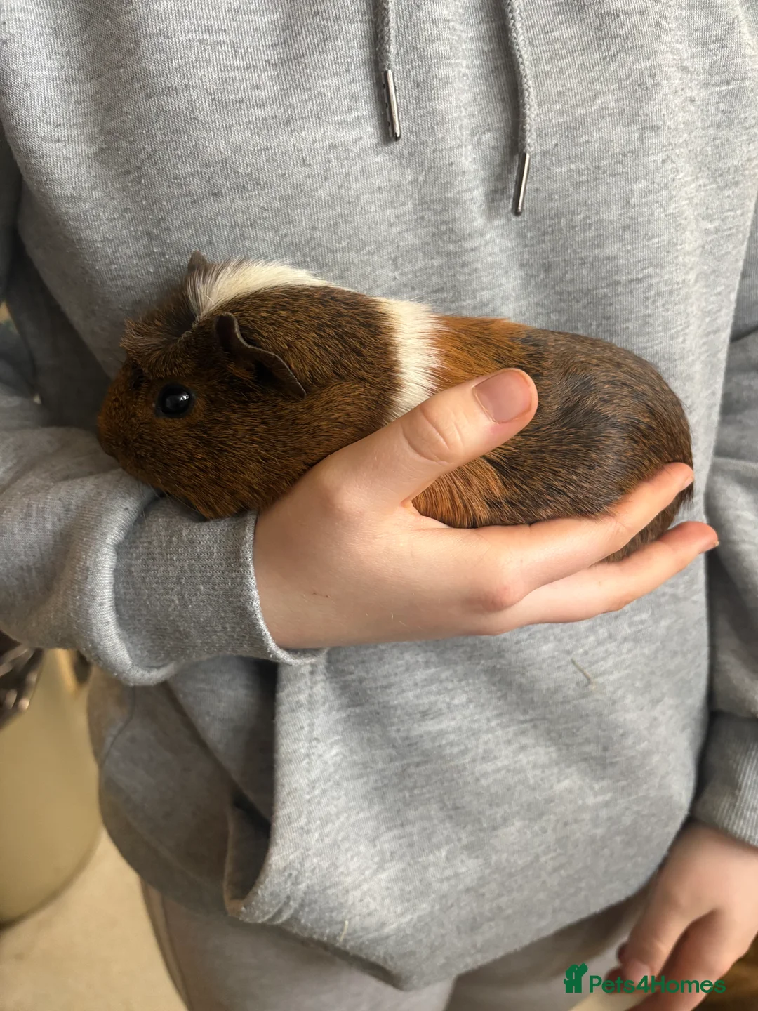 Guinea Pig rodents for sale: Female guinea pigs - Advert 2