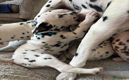 Dalmatian dogs for sale: Stunning mixed litter of Dalmatians  - Image 12