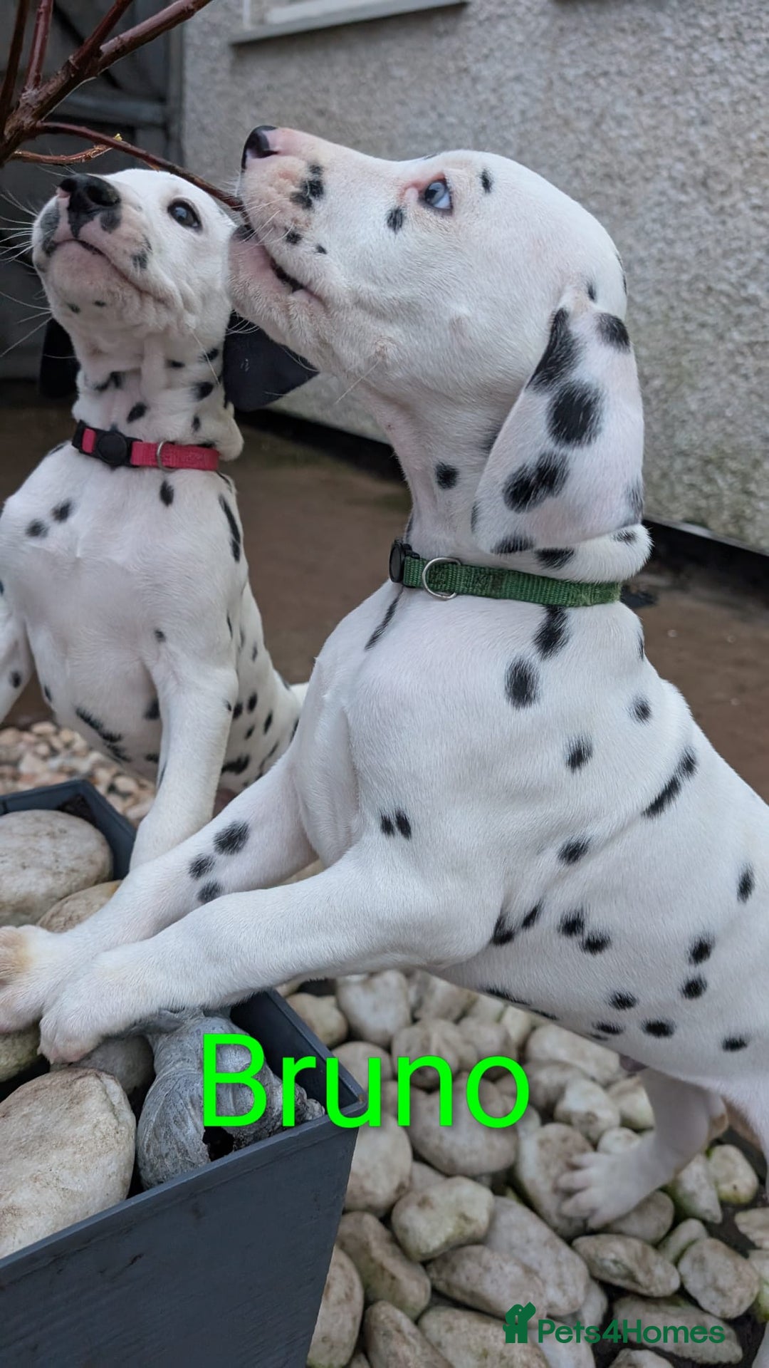 Dalmatian dogs for sale: Dalmatian puppies KC registered last 1 remaining - Advert 8