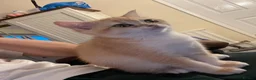 British Shorthair cats for sale: British Shorthair Golden Kittens 2 Beautiful Girls - Advert 7