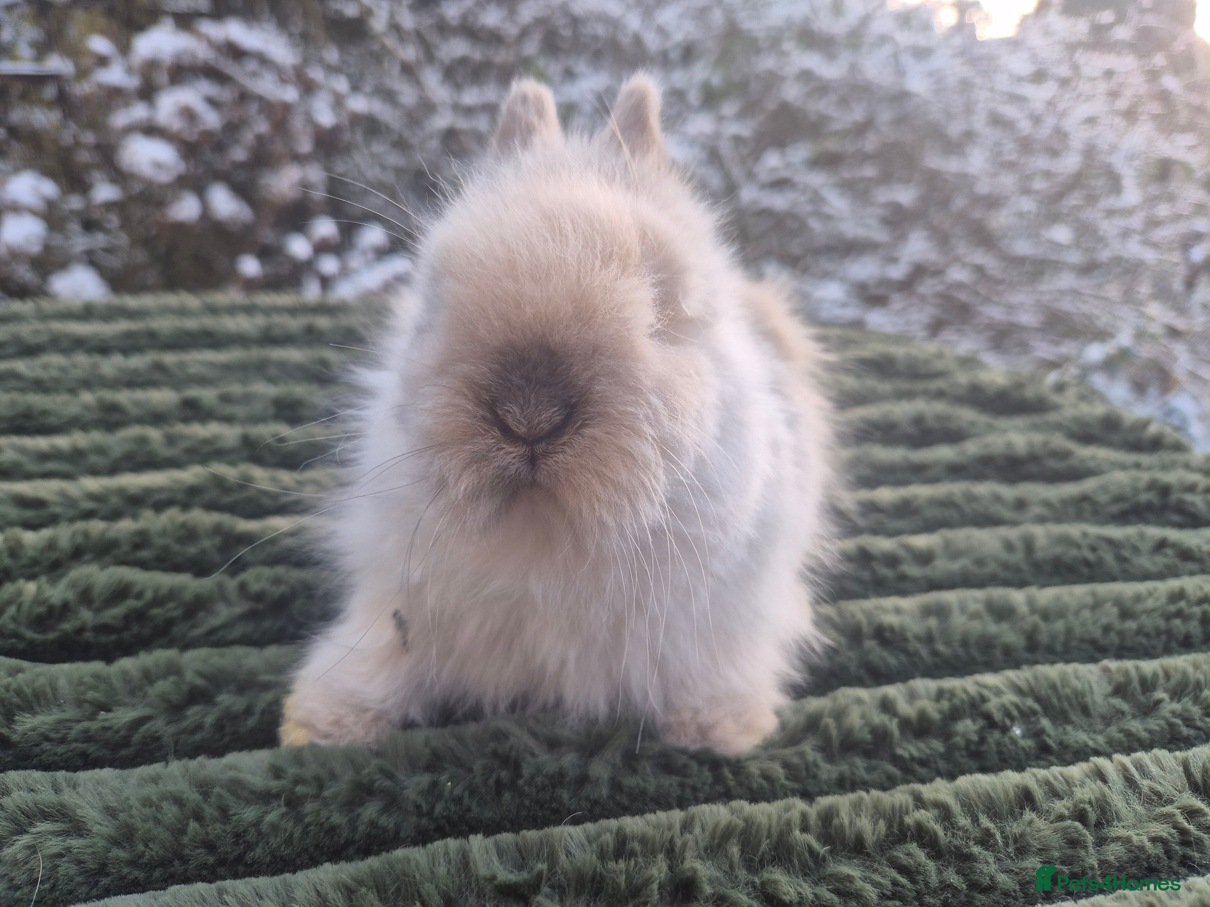 Angora rabbits 💖💙Ready in 2 weeks- Blue harli teddydwerg💙💖 - Advert 4