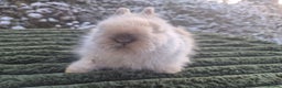 Angora rabbits for sale: 💖💙Ready in 2 weeks- Blue harli teddydwerg💙💖 - Advert 5