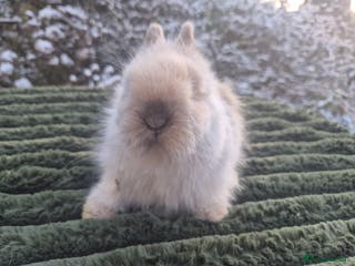 Angora rabbits 💖💙Ready in 2 weeks- Blue harli teddydwerg💙💖 - Advert 3