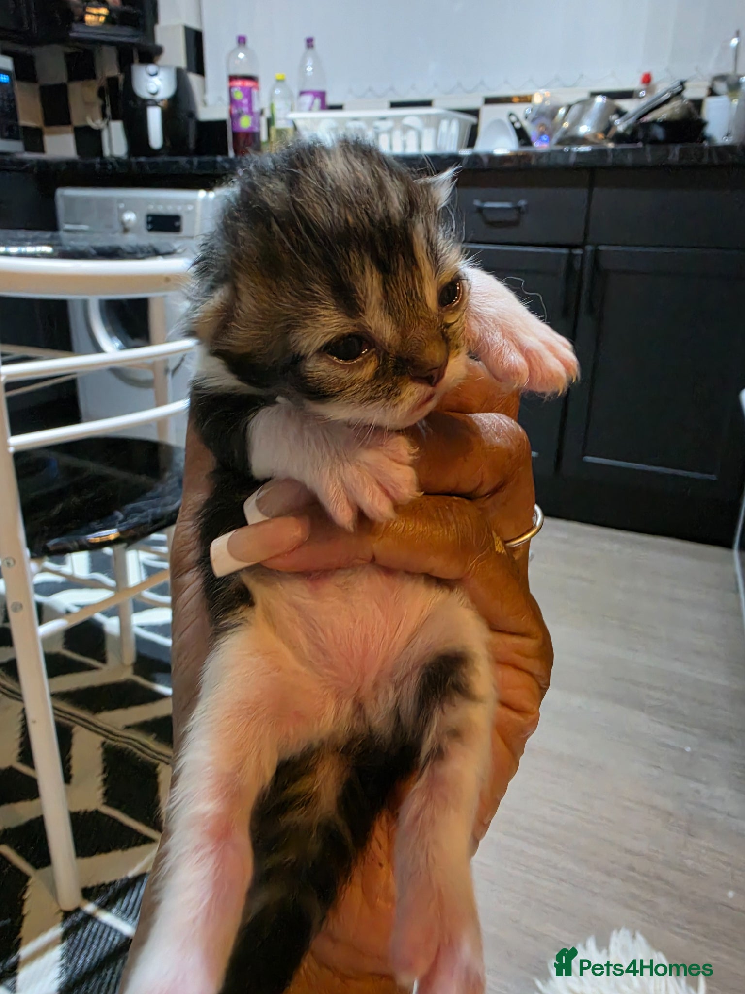 Persian cats for sale: Beautiful Persian Mix Kittens - Advert 20
