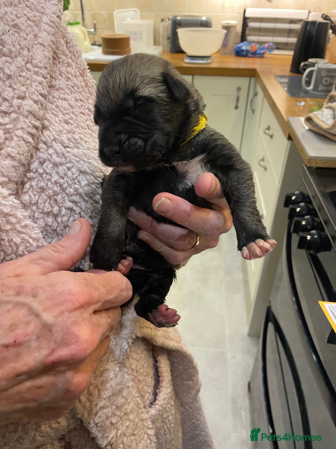 Irish Wolfhound dogs for sale: Irish Wolfhound full pedigree puppies for sale  - Advert 10