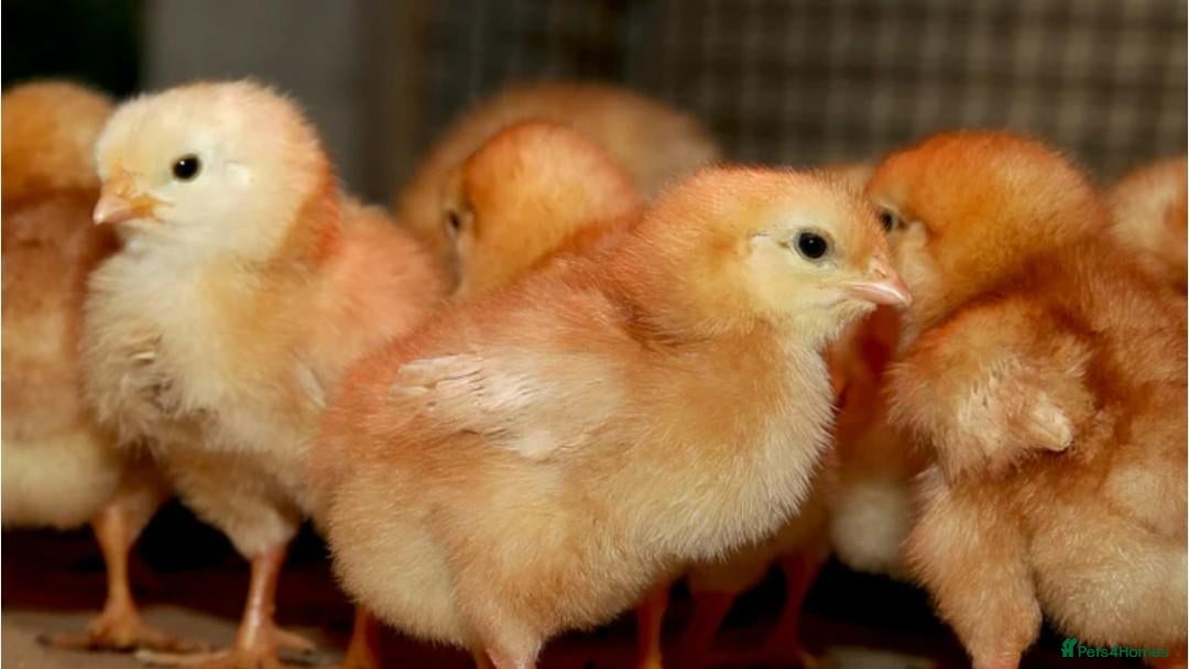 Chickens poultry Day old chicks Buff Orpington cross - Advert 1