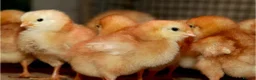 Chickens poultry for sale: Day old chicks Buff Orpington cross - Advert 1