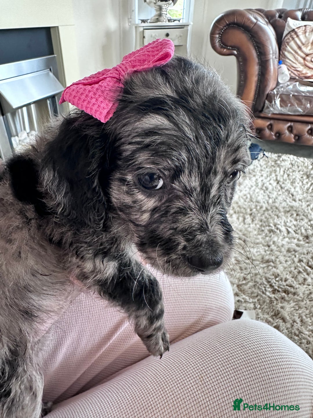 Mixed Breed dogs for sale: Beautiful Sproodle puppies stunning  - Image 5
