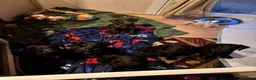 Mixed Breed dogs for sale: Doberdoodle Puppies – Ready for forever Homes! 🐾 - Advert 9