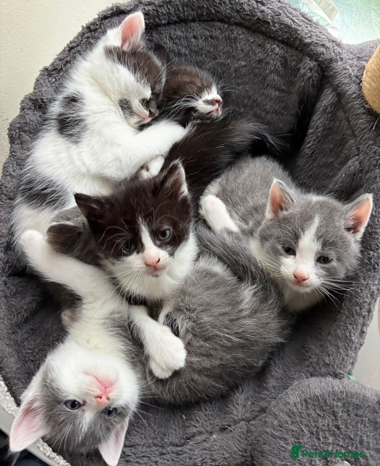 Mixed Breed cats Beautiful black/white/grey kittens for sale - Advert 1