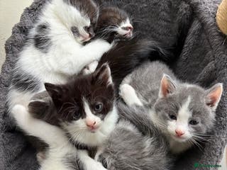 Mixed Breed cats Beautiful black/white/grey kittens for sale - Advert 1