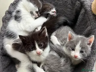Mixed Breed cats Beautiful black/white/grey kittens for sale - Advert 5