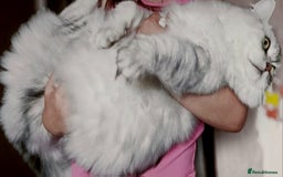 Persian cats for stud: ❤️SILVER PERSIAN CHINCHILLA ADORABLE FOR STUD❤️ in Grimsby - Image 8