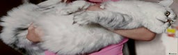 Persian cats for stud: ❤️SILVER PERSIAN CHINCHILLA ADORABLE FOR STUD❤️ in Grimsby - Advert 8