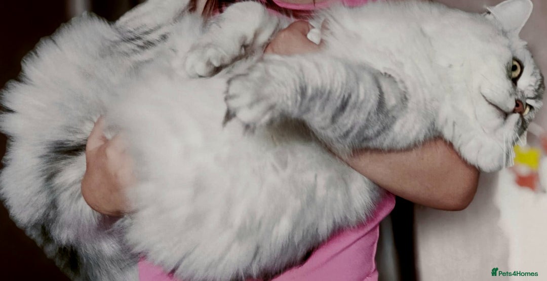 Persian cats for stud: ❤️SILVER PERSIAN CHINCHILLA ADORABLE FOR STUD❤️ in Grimsby - Image 8