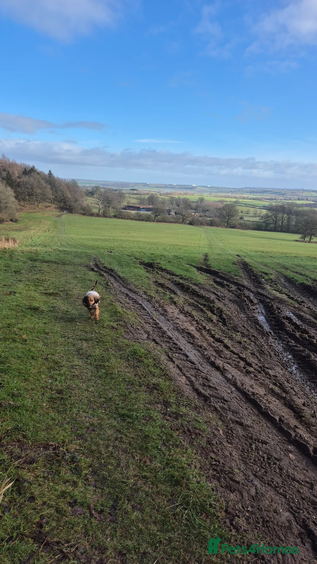 Mixed Breed dogs for sale: Ruby  - Advert 5