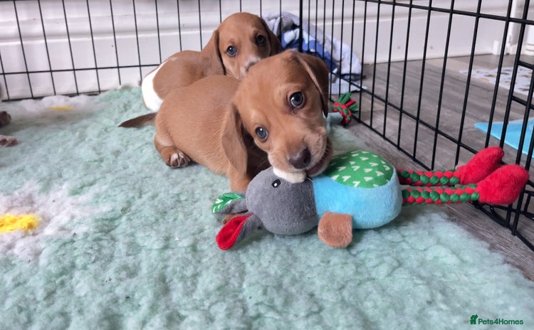 Miniature Dachshund dogs - Advert 1