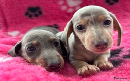 Miniature Dachshund dogs for sale: Miniature dachshund puppies  - Image 8