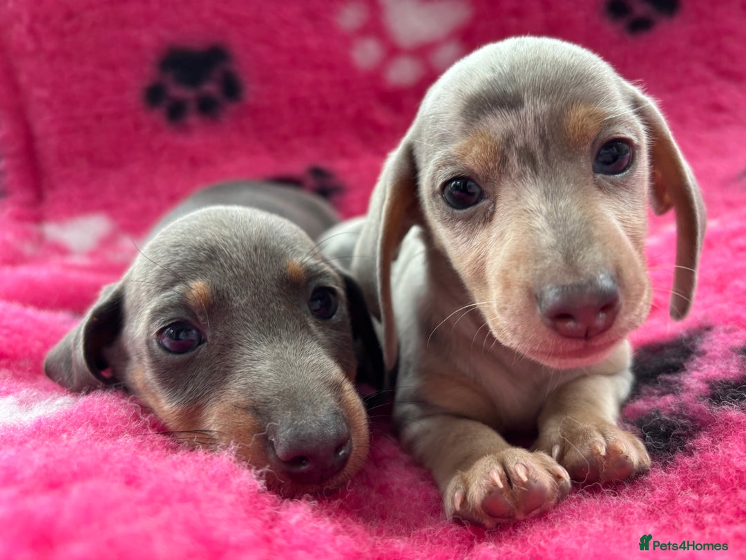 Miniature Dachshund dogs for sale: Miniature dachshund puppies  - Image 8