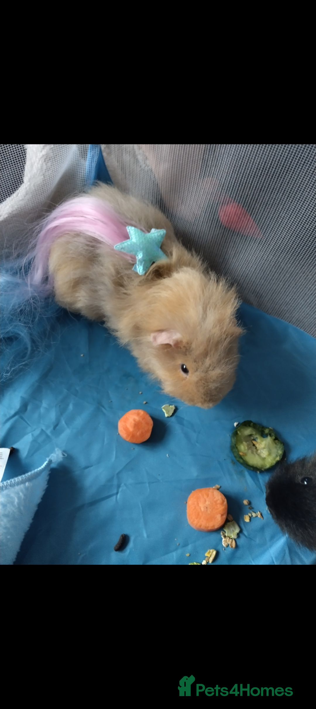Guinea Pig rodents for sale: Rare Tiny miniature breed male female texel  - Advert 8